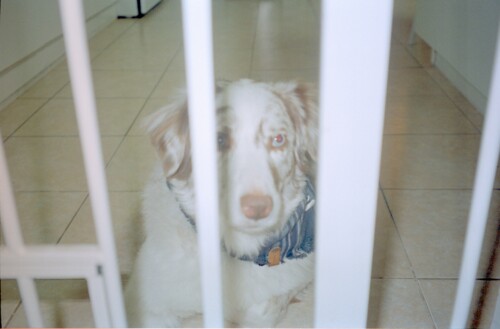 Ducats Dog